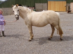 Horse Riding Holiday