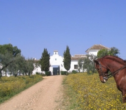 Seville horseriding