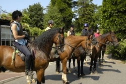 Windsor Riding