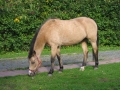 Horse World by Equestrian Escapes | 15