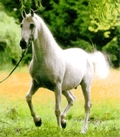 Horse World by Equestrian Escapes | 15