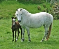 Horse World by Equestrian Escapes | 15