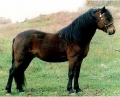 Horse World by Equestrian Escapes | 15
