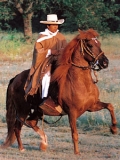 Horse World by Equestrian Escapes | 15