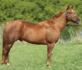 Horse World by Equestrian Escapes | 15