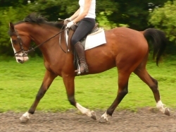 Dressage Riding Holiday UK