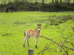 Explore Dartmoor | 7