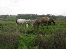 Horses in Portugal 