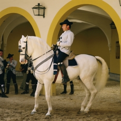 Jerez show horse