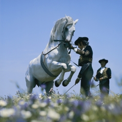 Traing horses in Jerez 