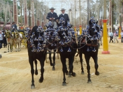 Horses dressed up for Feria
