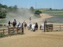Jerez horse herding