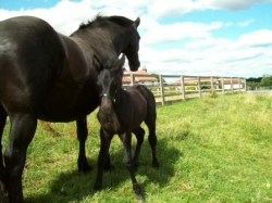 Pony Trekking Weekend  | 12