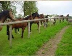 Special Offer Family Riding Week in Berkshire  | 11