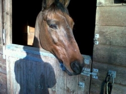 West Country Riding, Wiltshire | 9