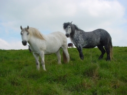 Weekend Riding Break in Berkshire | 12