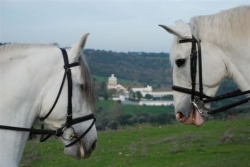 Lusitano Luxury and Culture Riding Break  | 15