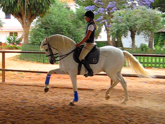 Dressage Clinic With Rafael Soto