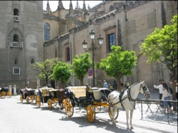 Ride Donana National Park & Seville