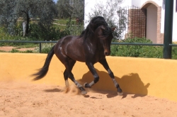 Ride Donana National Park & Seville