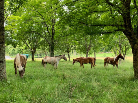 Riding in the Dordogne