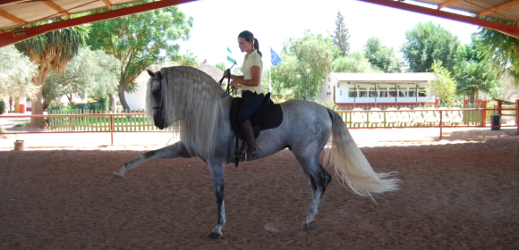 Classical Dressage Training