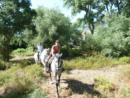 Horses, Sun and Wine