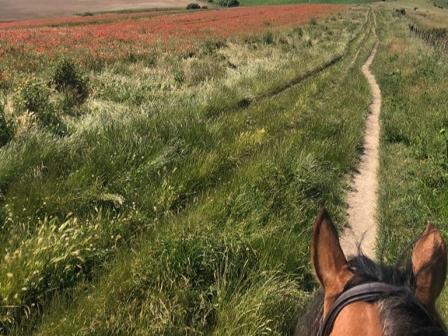 West Sussex Riding Holiday