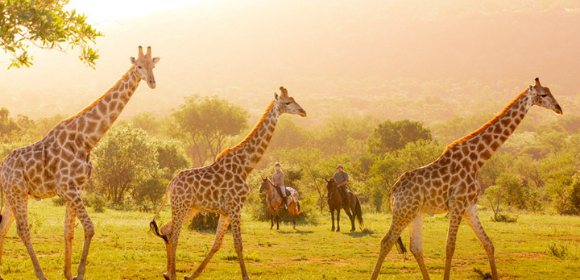 Luxury 7 night Safari