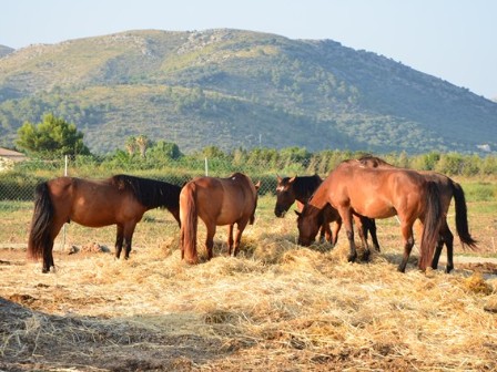 Luxury Riding In Mallorca