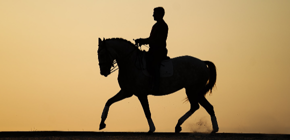 Lusitano Dressage Break
