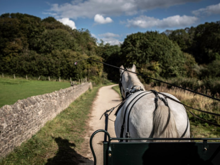 Carriage Driving Break in Sherwood