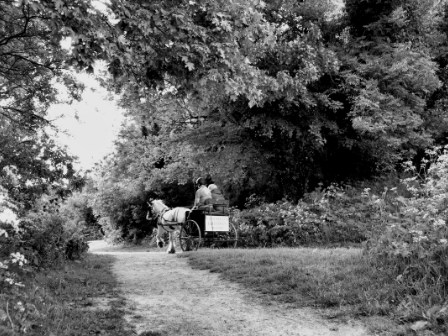 Carriage Driving Break in Sherwood