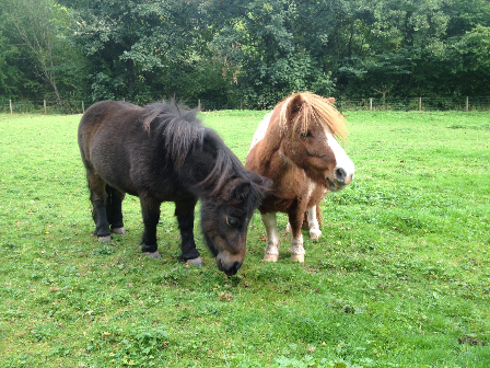 Trail Ride in Brecon Beacons